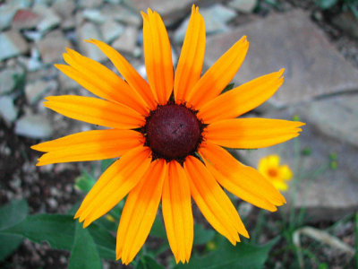 Bloom244.jpg