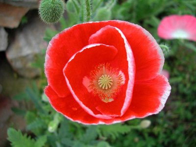 Bloom245.jpg