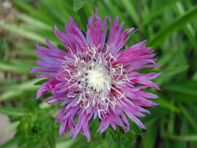 Bloom246.jpg