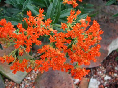 Bloom248.jpg
