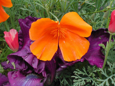 Bloom250.jpg