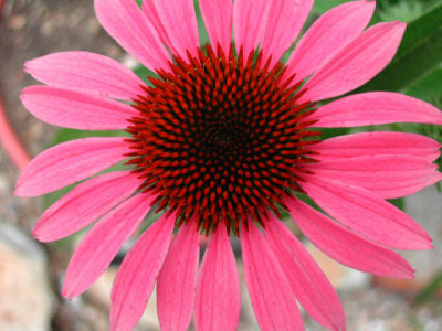 Bloom251.jpg