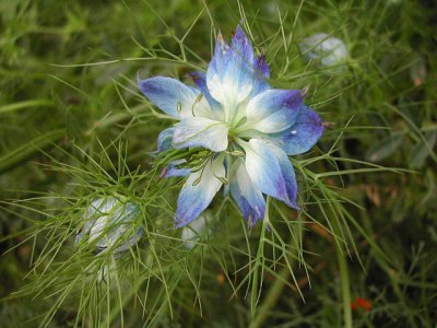 Bloom252.jpg