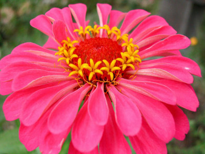 Bloom253.jpg
