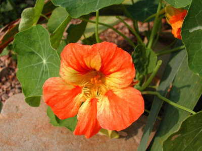 Bloom254.jpg