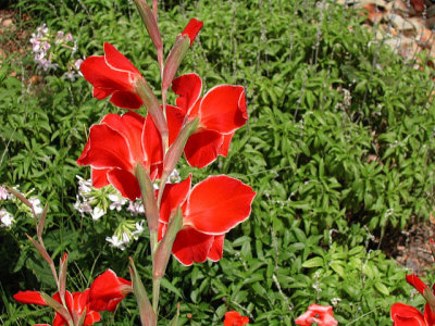 Bloom255.jpg