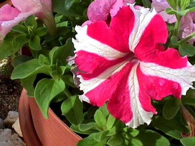 Bloom201.jpg