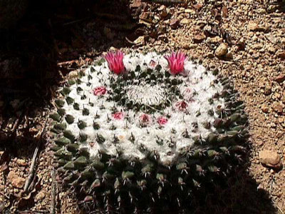 Bloom204.jpg