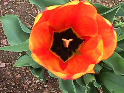 Bloom206.jpg