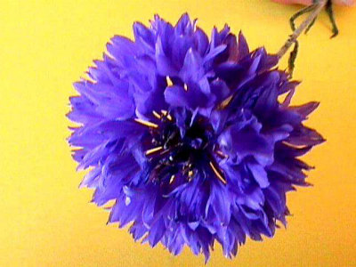 Bloom207.jpg