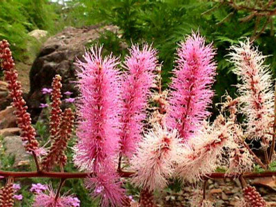 Bloom208.jpg