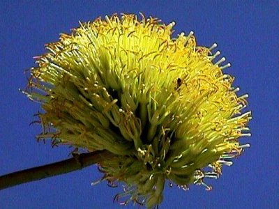 Bloom209.jpg
