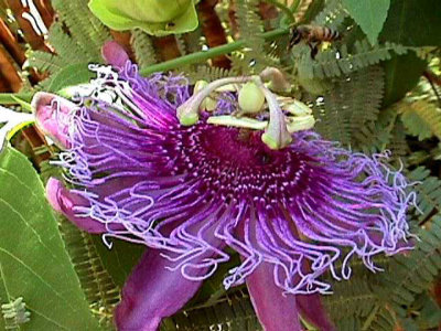 Bloom210.jpg