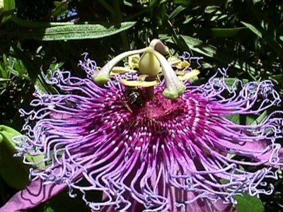 Bloom211.jpg
