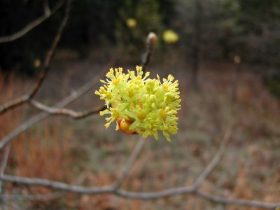 Bloom256.jpg