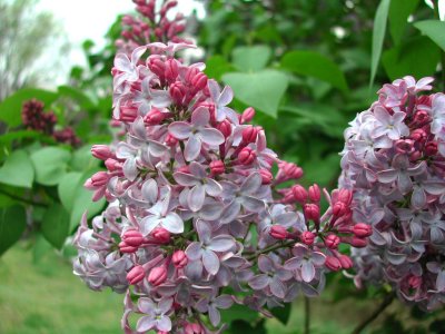 Bloom258.jpg