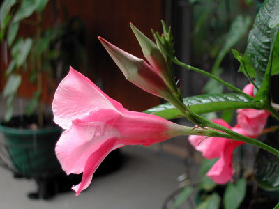 Bloom260.jpg