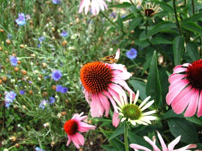 Bloom261.jpg