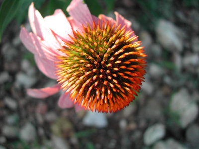 Bloom263.jpg