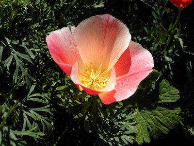 Bloom264.jpg
