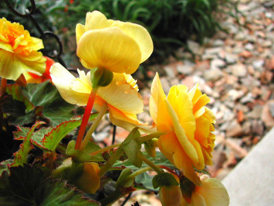 Bloom265.jpg