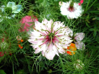 Bloom266.jpg