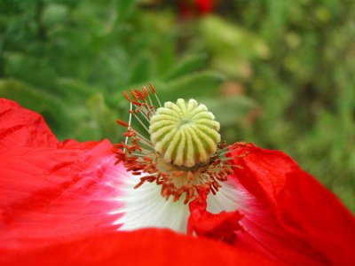 Bloom269.jpg