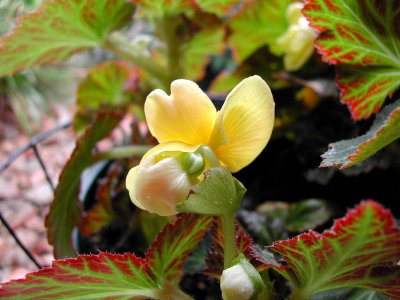 Bloom271.jpg