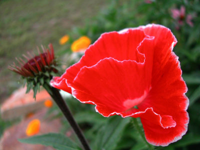 Bloom212.jpg