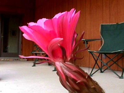 Bloom215.jpg