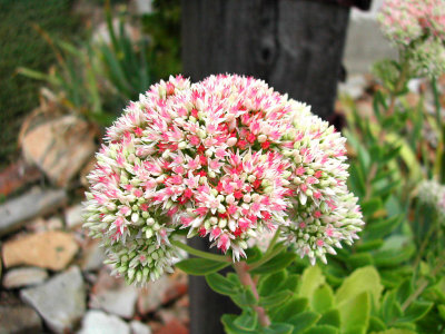 Bloom272.jpg