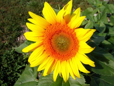 Bloom274.jpg