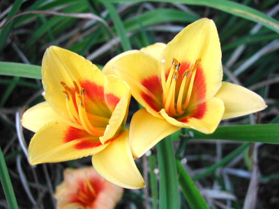 Bloom275.jpg