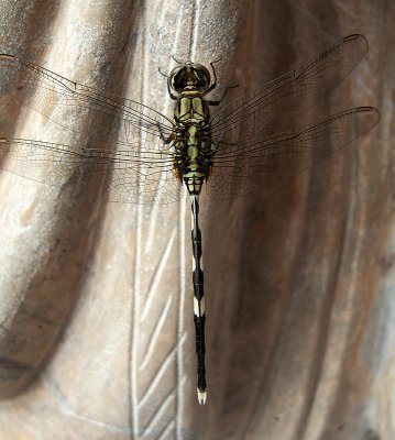 Dragonfly 3