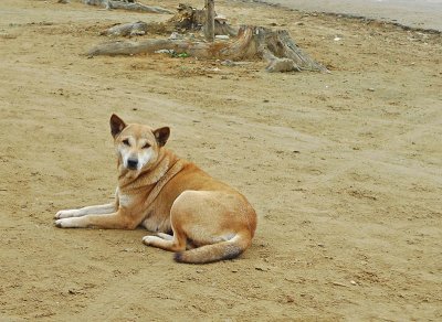 Dog of Vietnam, Hiep Duc Representative