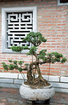 Window and Bonsai