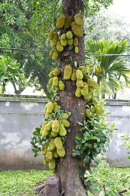 Laden Jackfruit tree.  Stunning load.