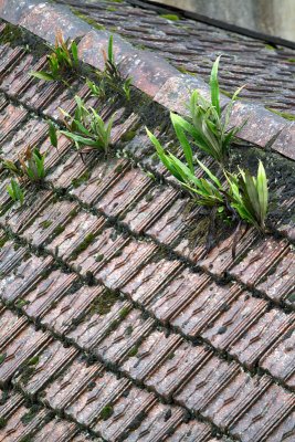 Roof with ferns.
