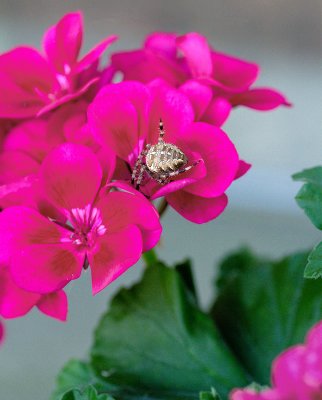 Hiding in a geranium