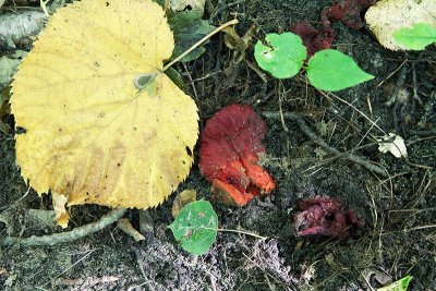 Fungus: glowing to deep blood-red.