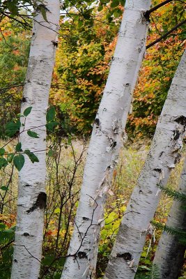 Birches backed by yellow autumn foliage