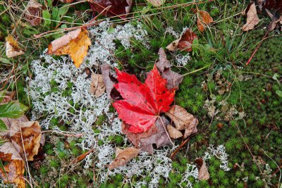 Lichen and leaf.