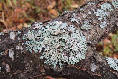 circular pattern of lichen