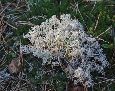 Ground lichen
