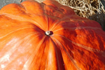 Harvest Pumpkin close-up