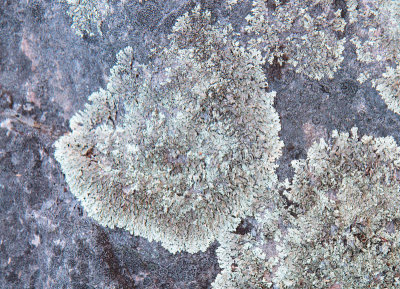 Rock lichen