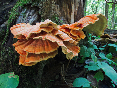 Bracket fungus 