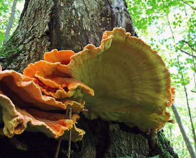 Bracket Fungus from below