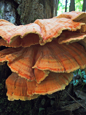 Bracket fungus 