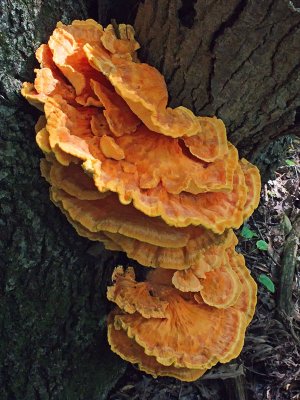 Bracket Fungus from Above